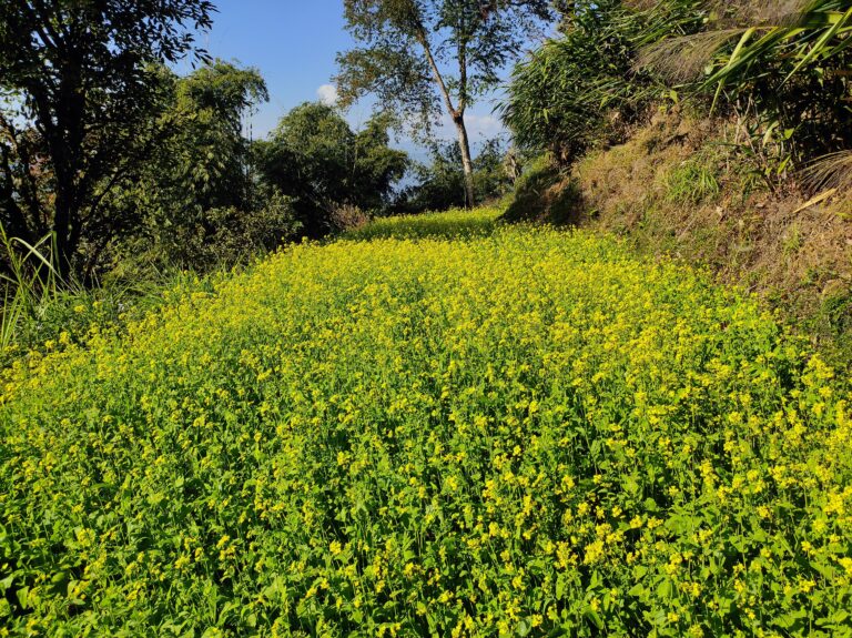 Lingseykha_Mastard field